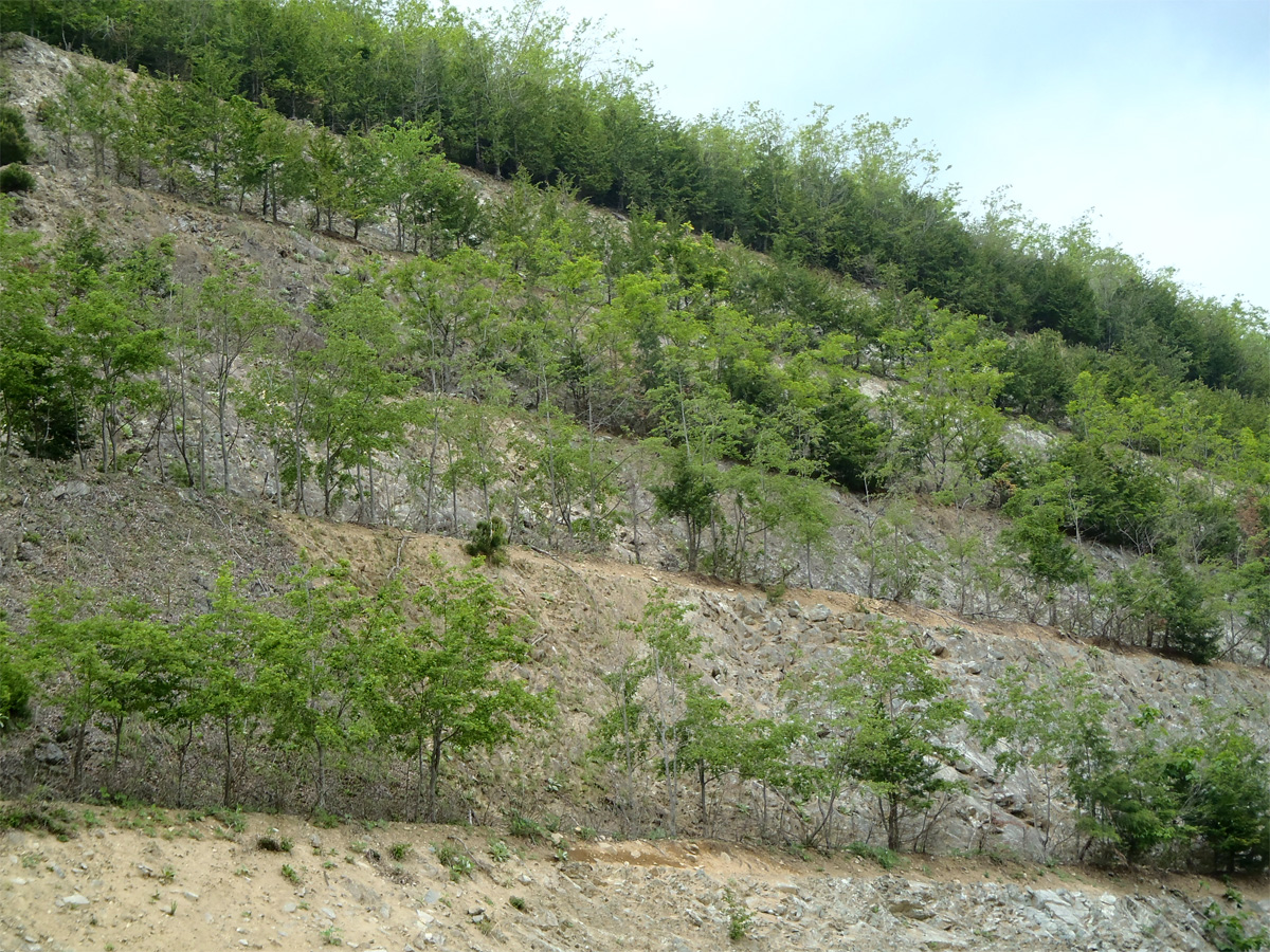 芦安工場小段の植栽状況