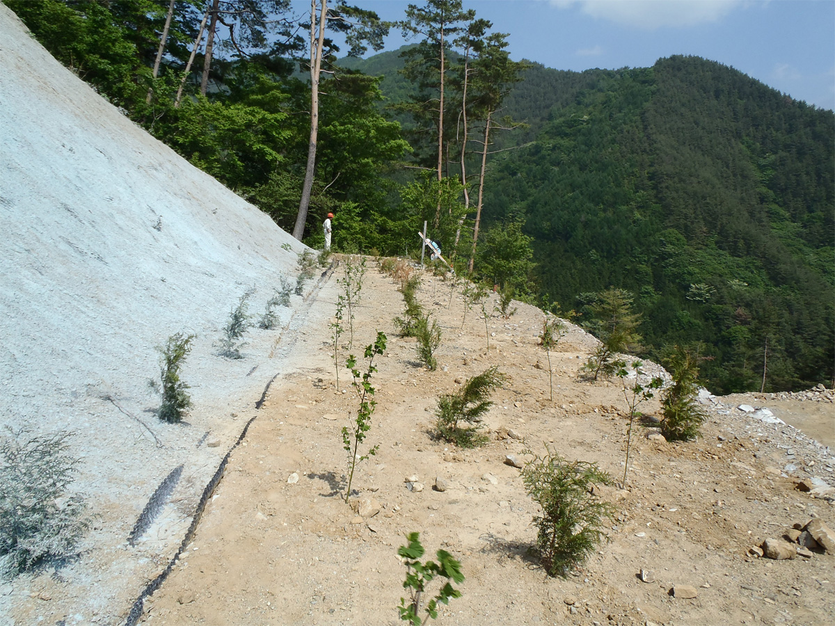 立沢工場小段の植栽状況